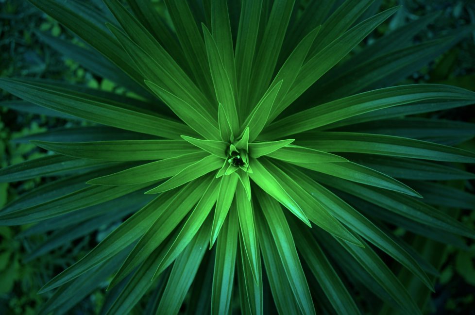 looking down on a large green tropical plant